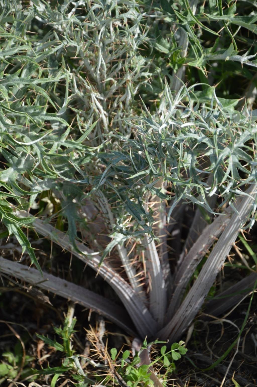 Carduus  sp.?  No, Cynara cardunculus